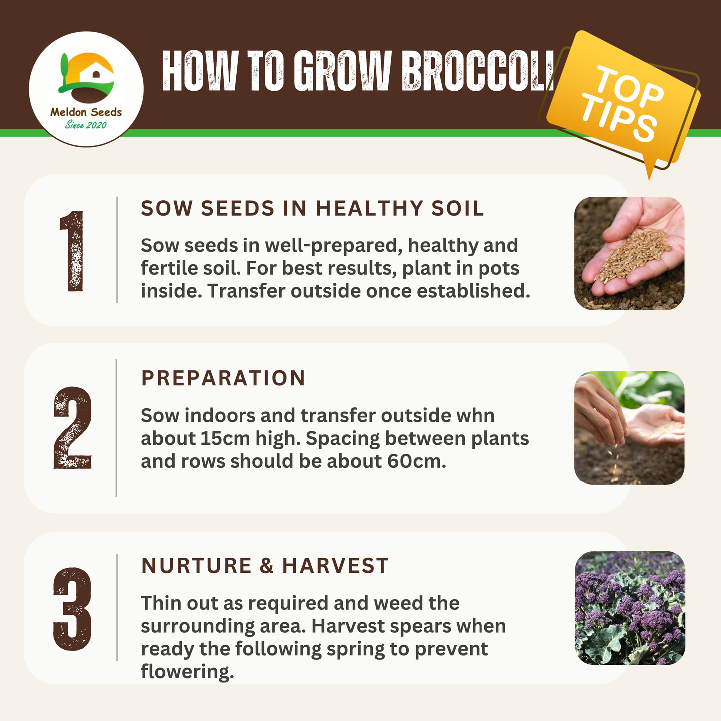 Broccoli Seeds Early Purple Sprouting 300 Fresh Seeds Winter Hardy Vegetable