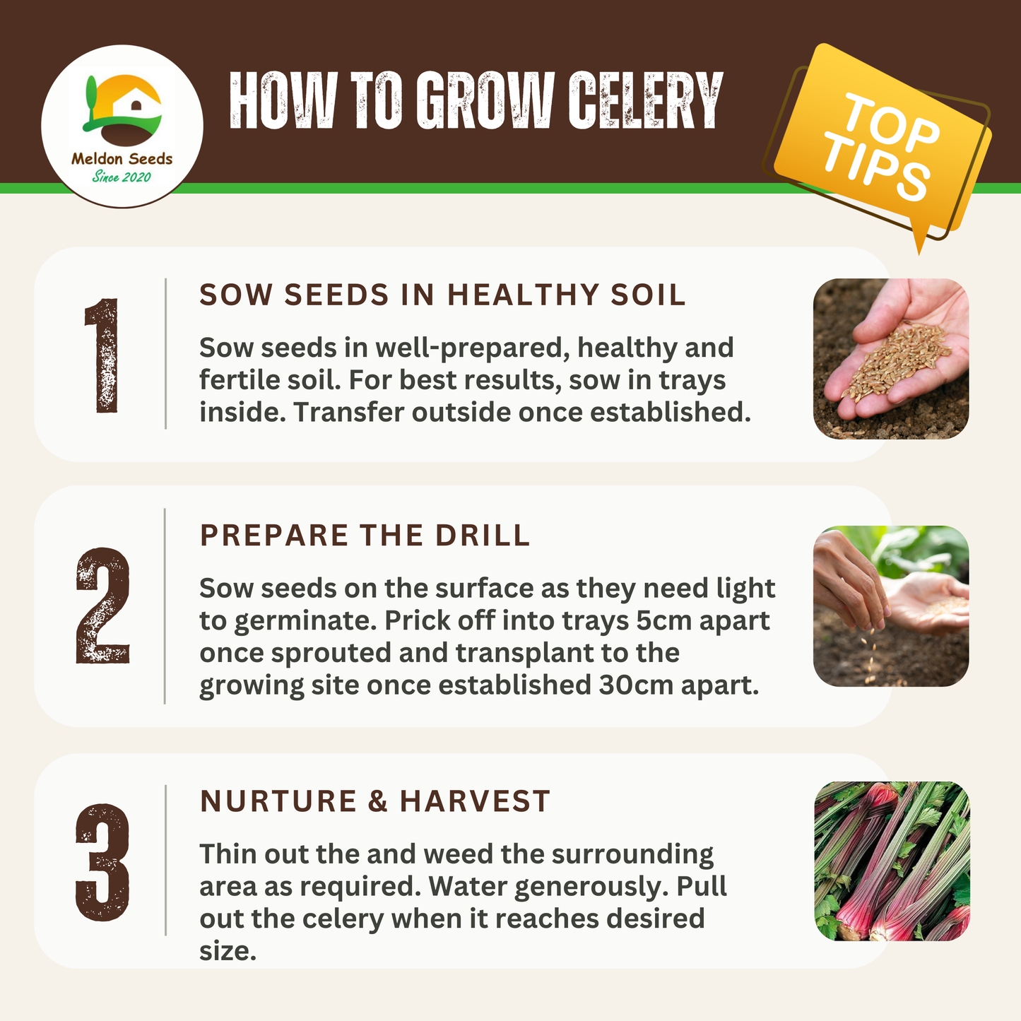 Celery Seeds Red Giant 200 Fresh Celery Seeds for Planting and Growing UK