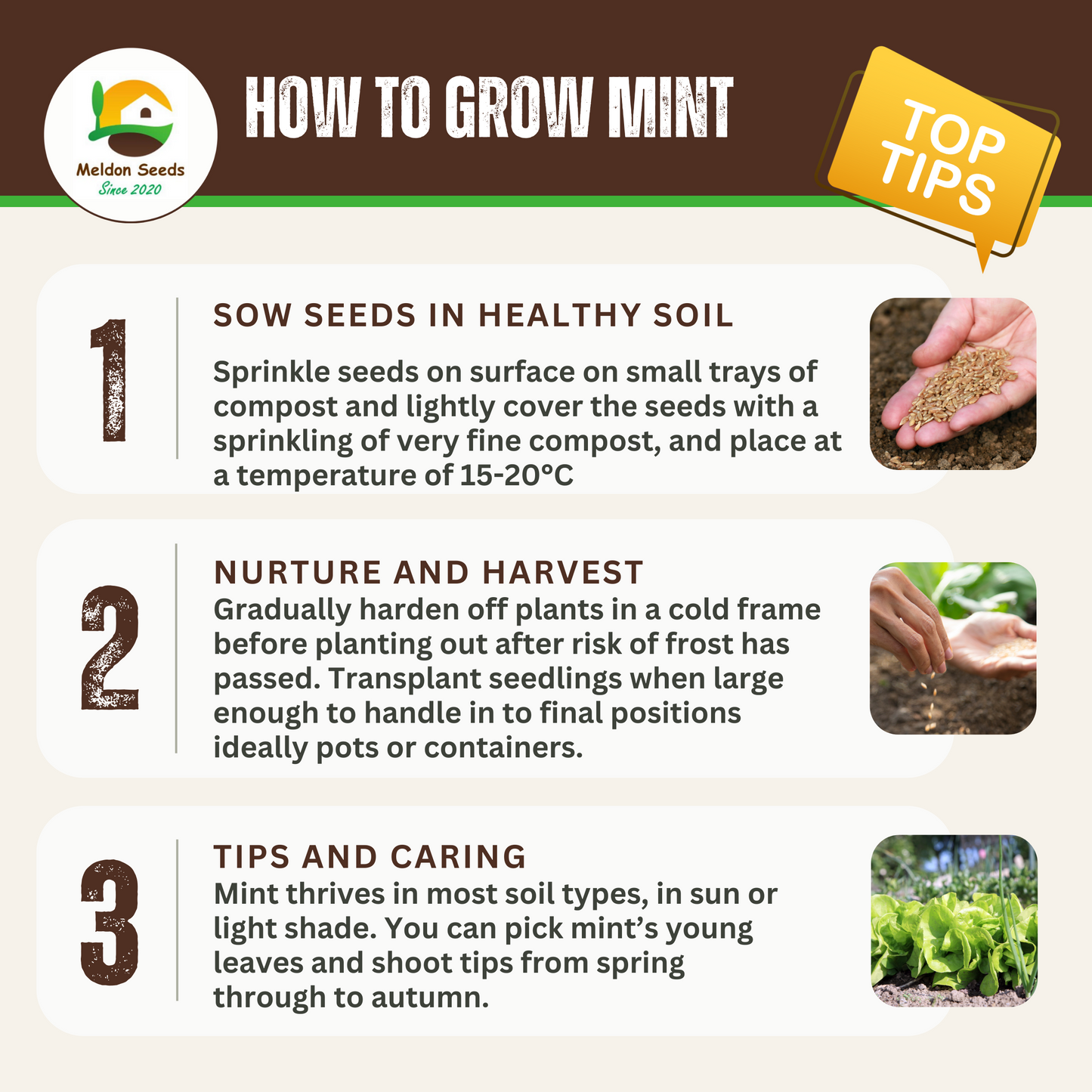 Mint Spearmint 200 Seeds