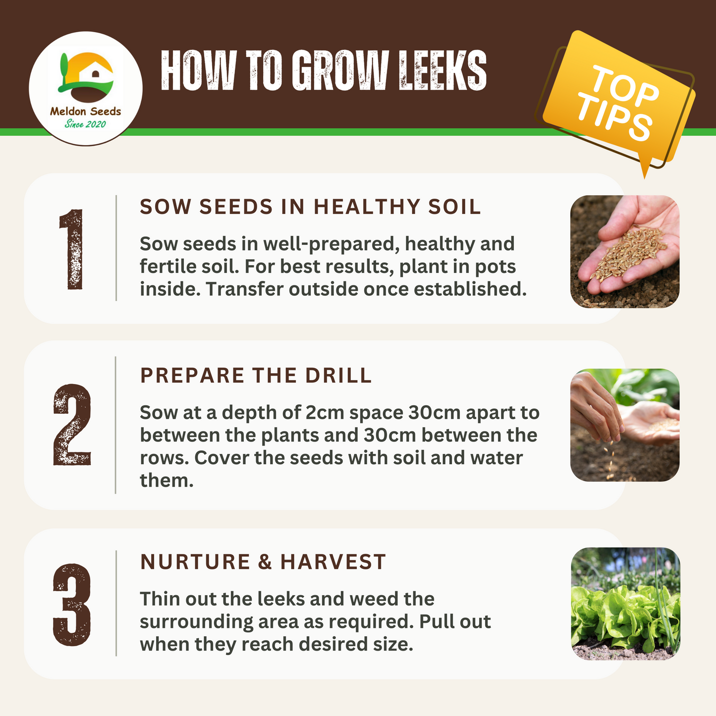 Leek Musselburgh 300 Seeds