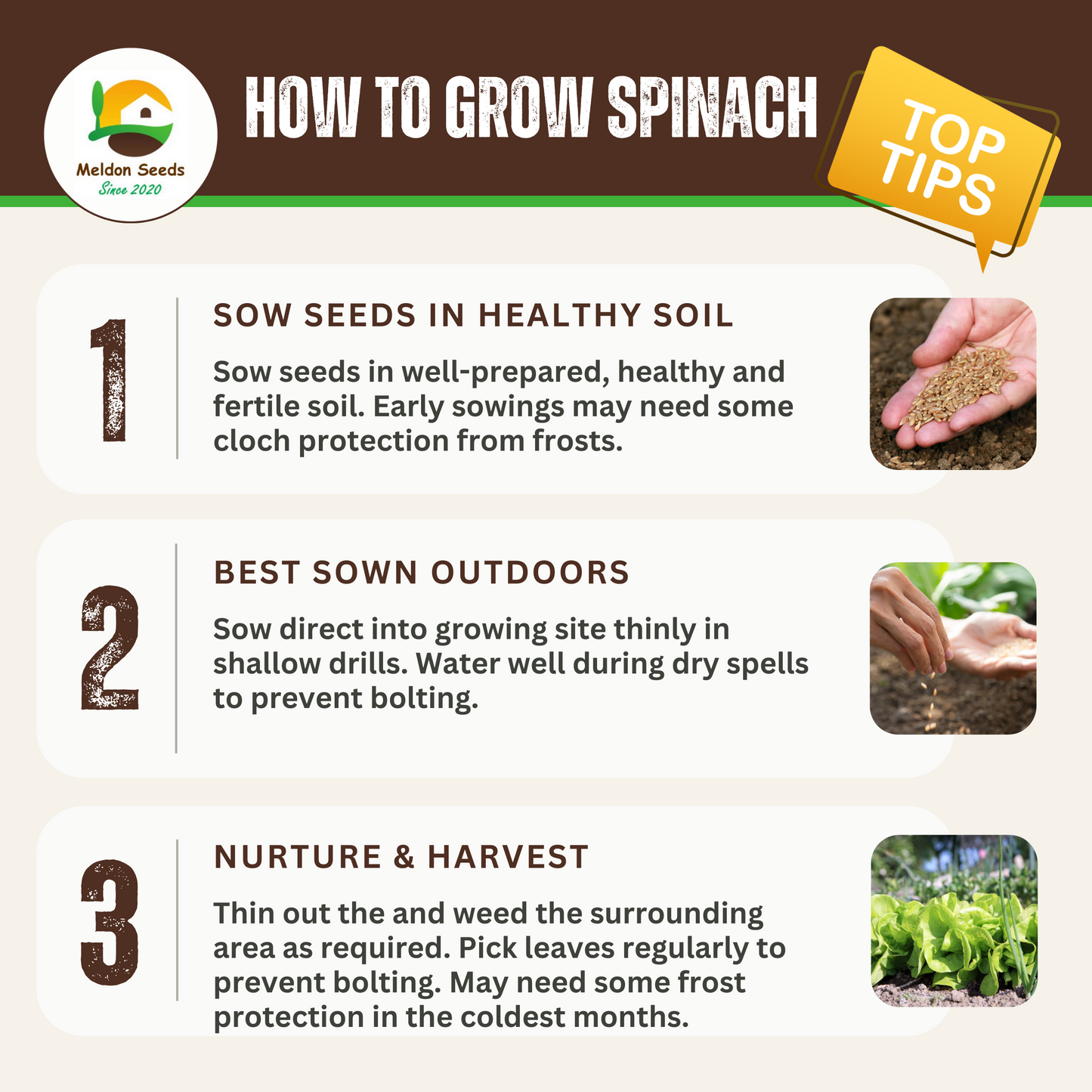 Spinach Medania 150 Seeds