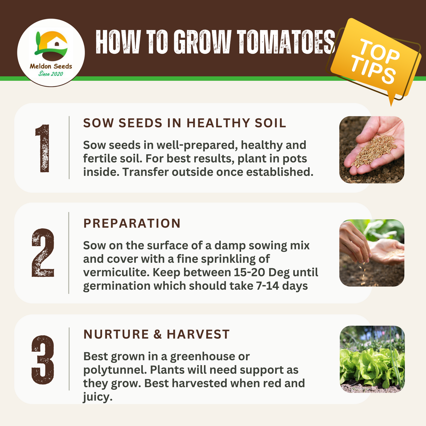 Tomato Moneymaker 18 Seeds by Meldon Seeds