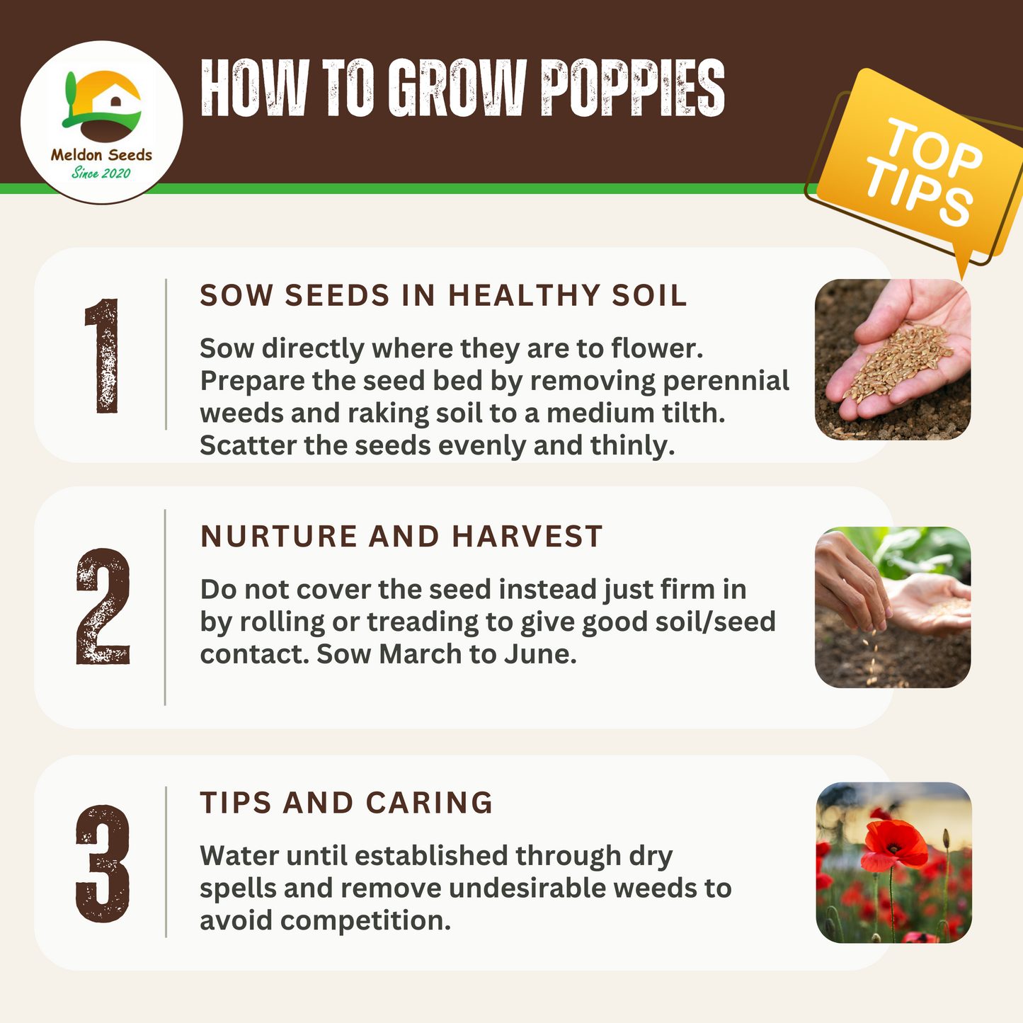 Red Field Poppy Seeds - 2000 Native UK Wild Flower Seeds for Attracting Bees, Pollinators, Also known as Flanders Poppy, Suitable for Planting and Growing Outdoors in Meadows, Fields, Gardens and Borders