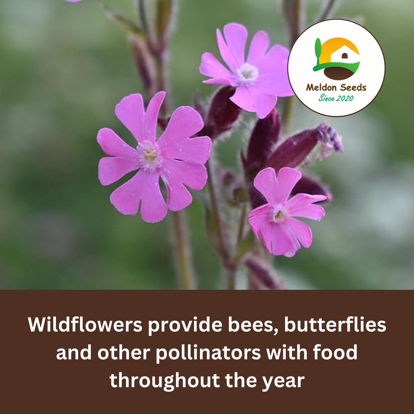Red Campion Seeds - 200 Native UK Wild Flower Seeds for Attracting Birds, Bees, Wildlife, Pollinators, Suitable for Planting and Growing Outdoors in Meadows, Fields, and Gardens by Meldon Seeds