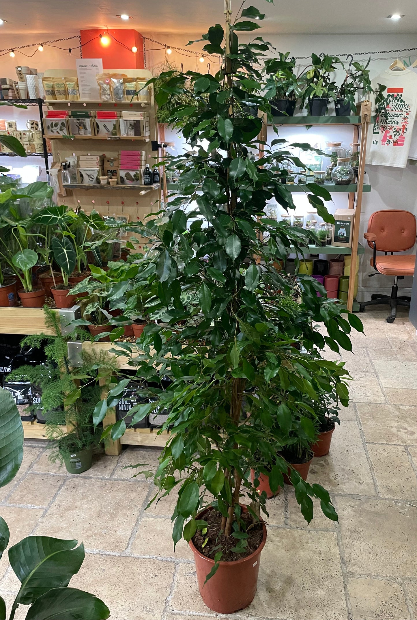Ficus benjamina (Weeping Fig)