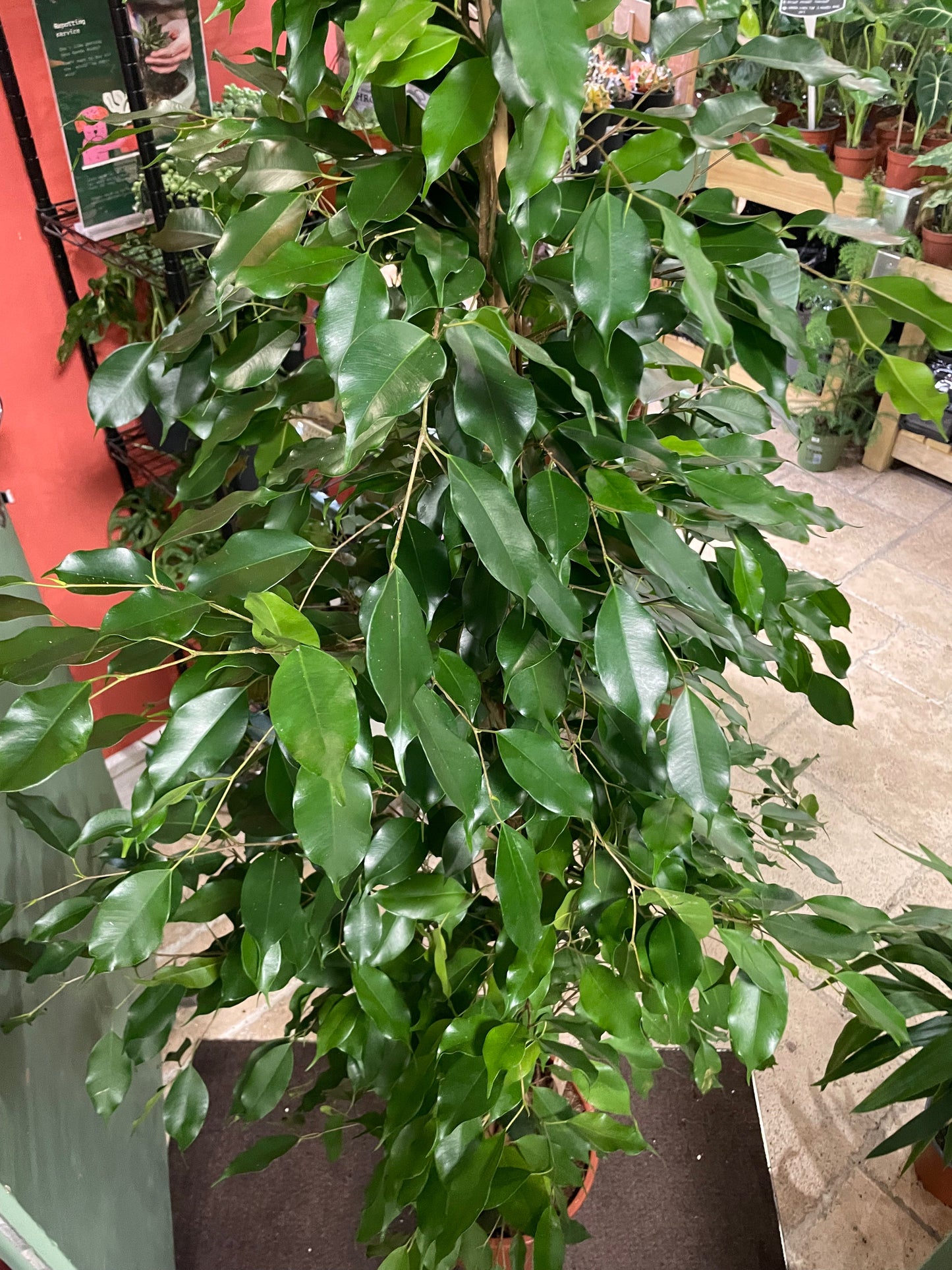 Ficus benjamina (Weeping Fig)