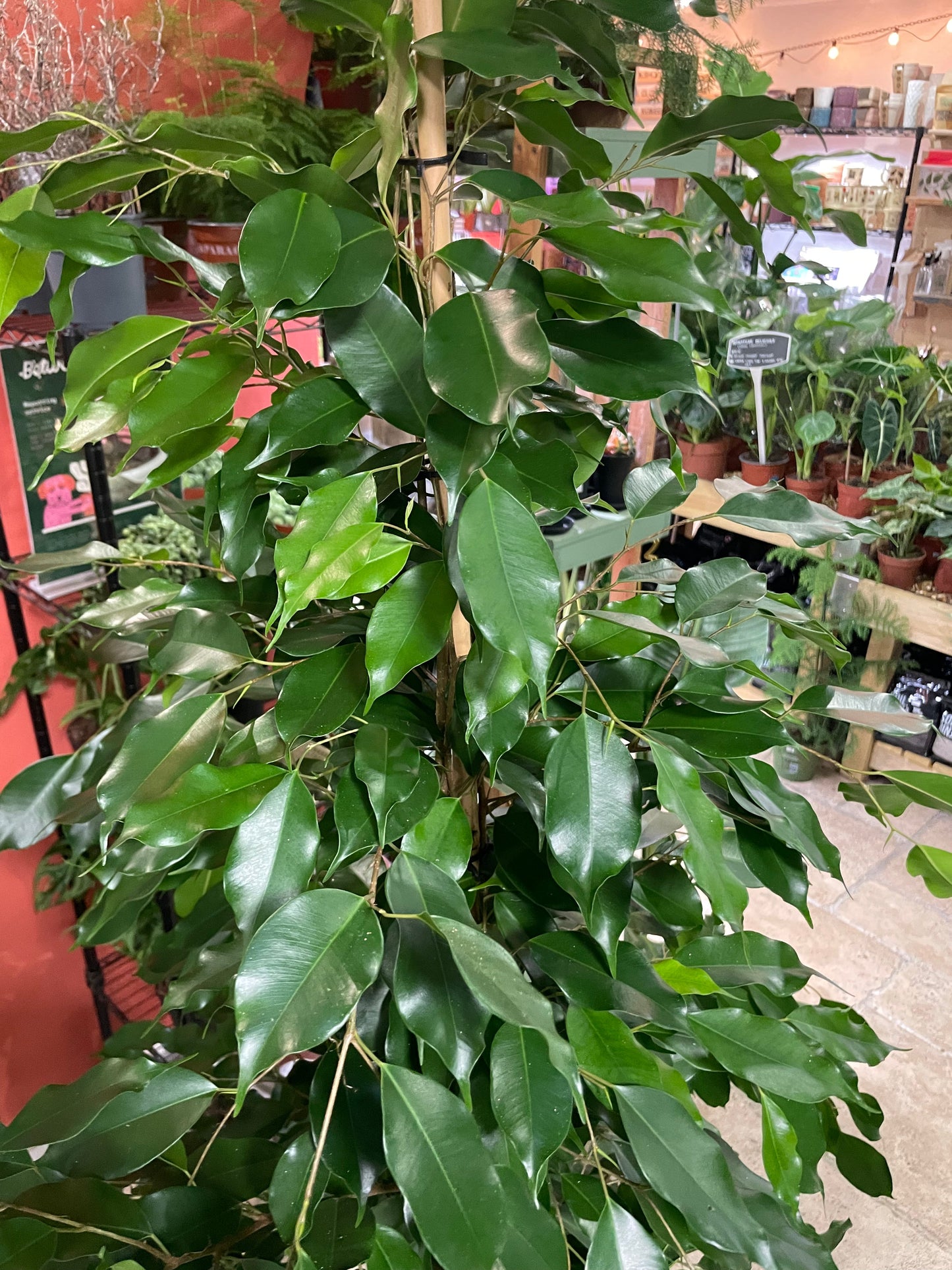 Ficus benjamina (Weeping Fig)