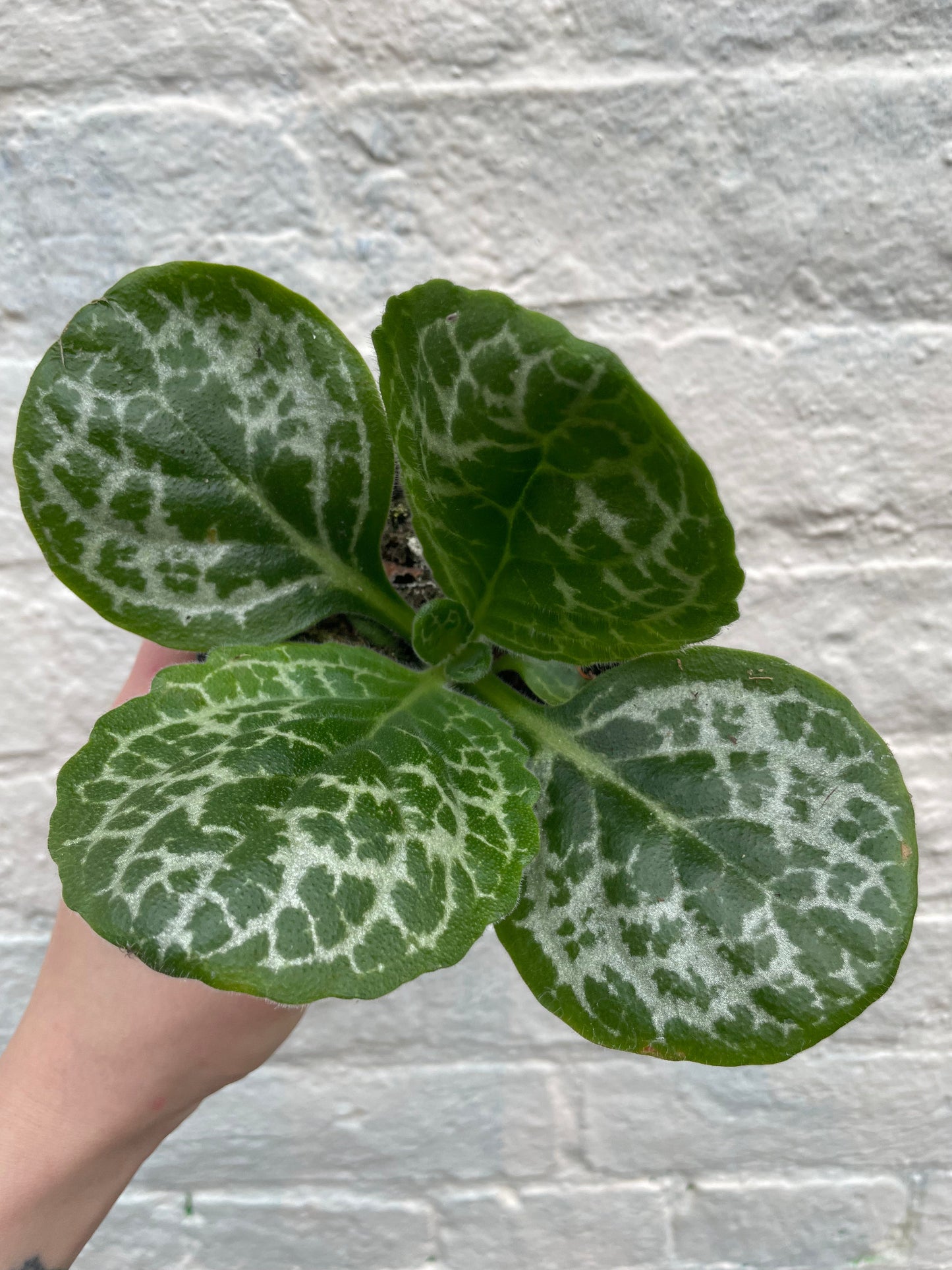 Streptocarpus 'Pretty Turtle' (Cape Primrose)