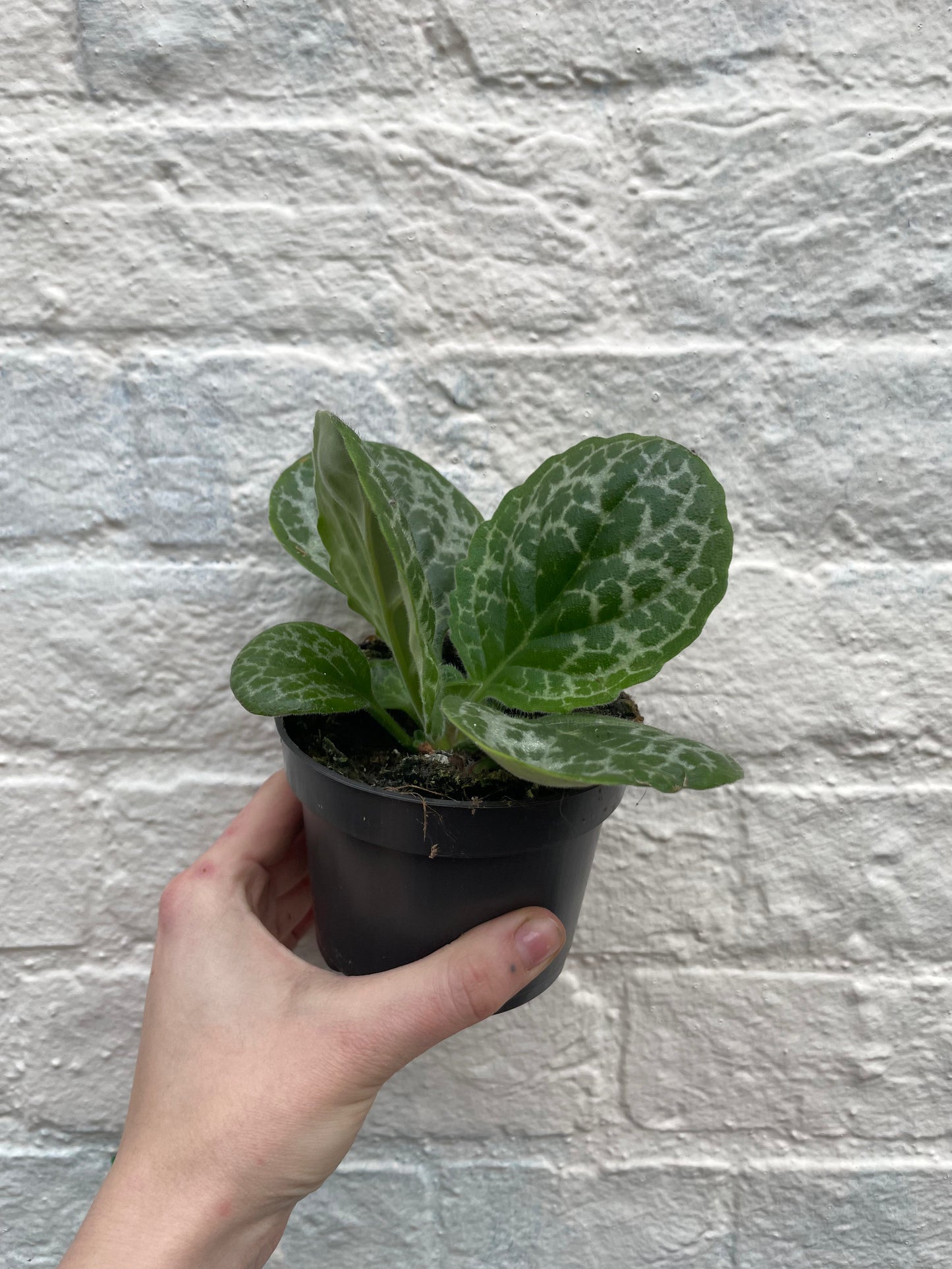 Streptocarpus 'Pretty Turtle' (Cape Primrose)
