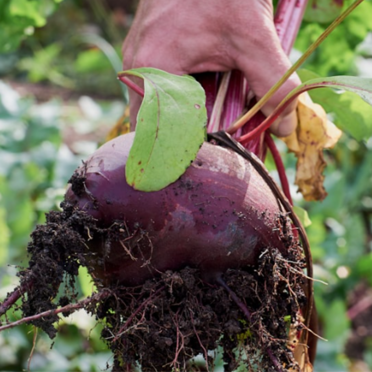 Vegetables Garden Starter Collection. 6 Easy to Grow Vegetable Varieties