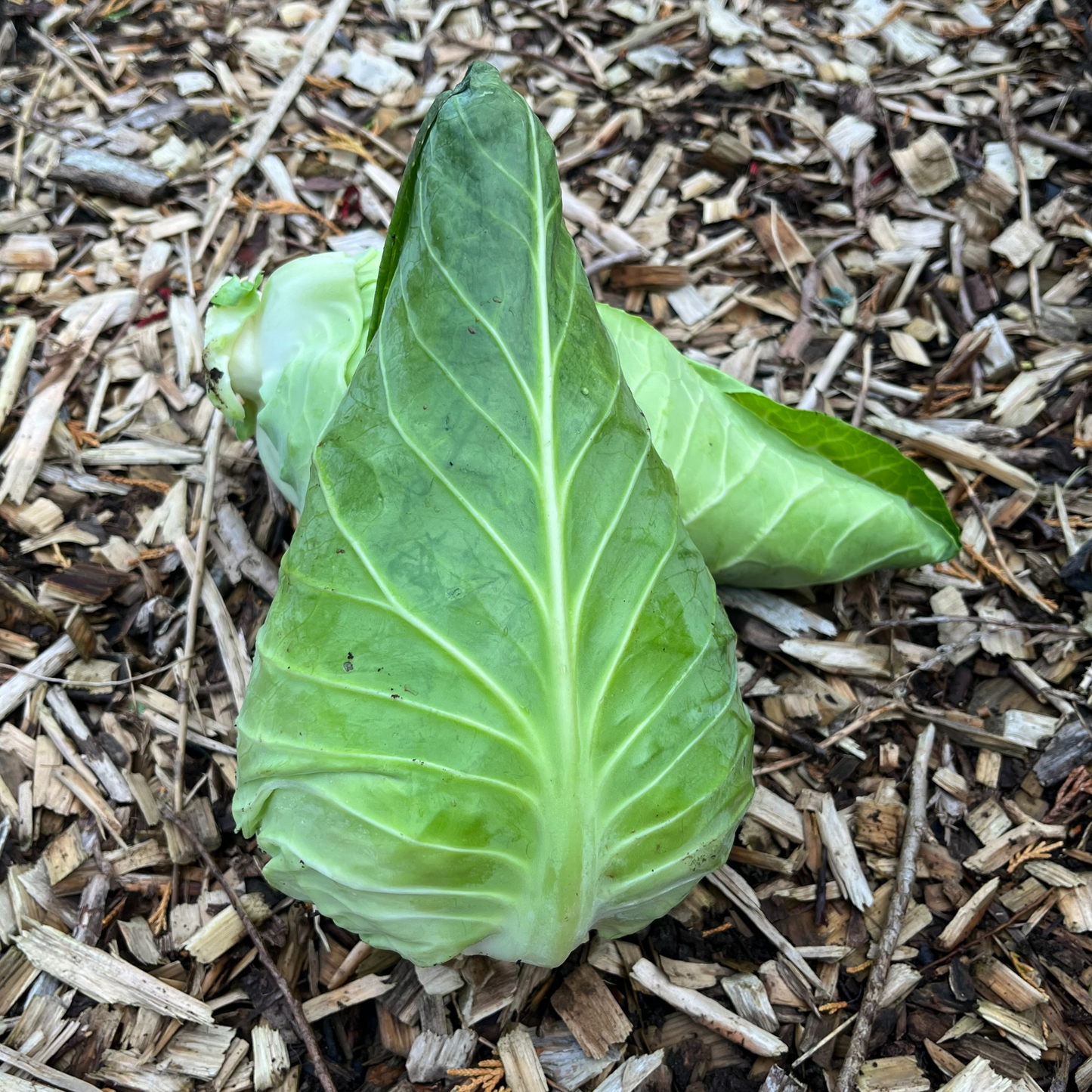Vegetables Garden Starter Collection. 6 Easy to Grow Vegetable Varieties