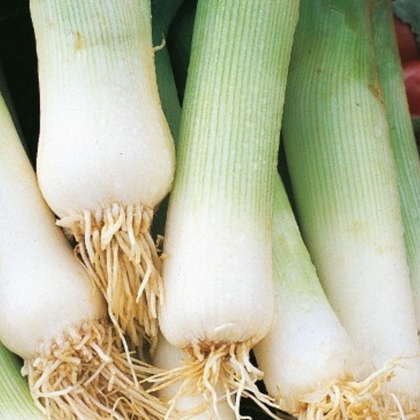 Winter Hardy Vegetable Collection. 6 Easy to Grow Hardy Vegetable Varieties