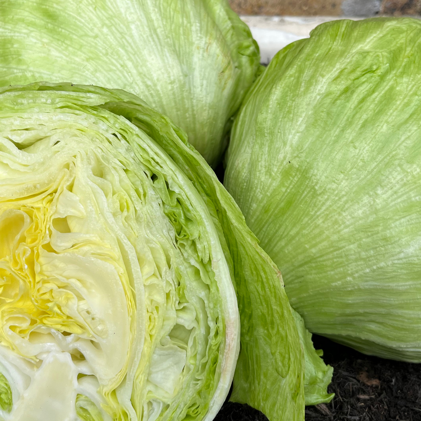 Vegetables Garden Starter Collection. 6 Easy to Grow Vegetable Varieties