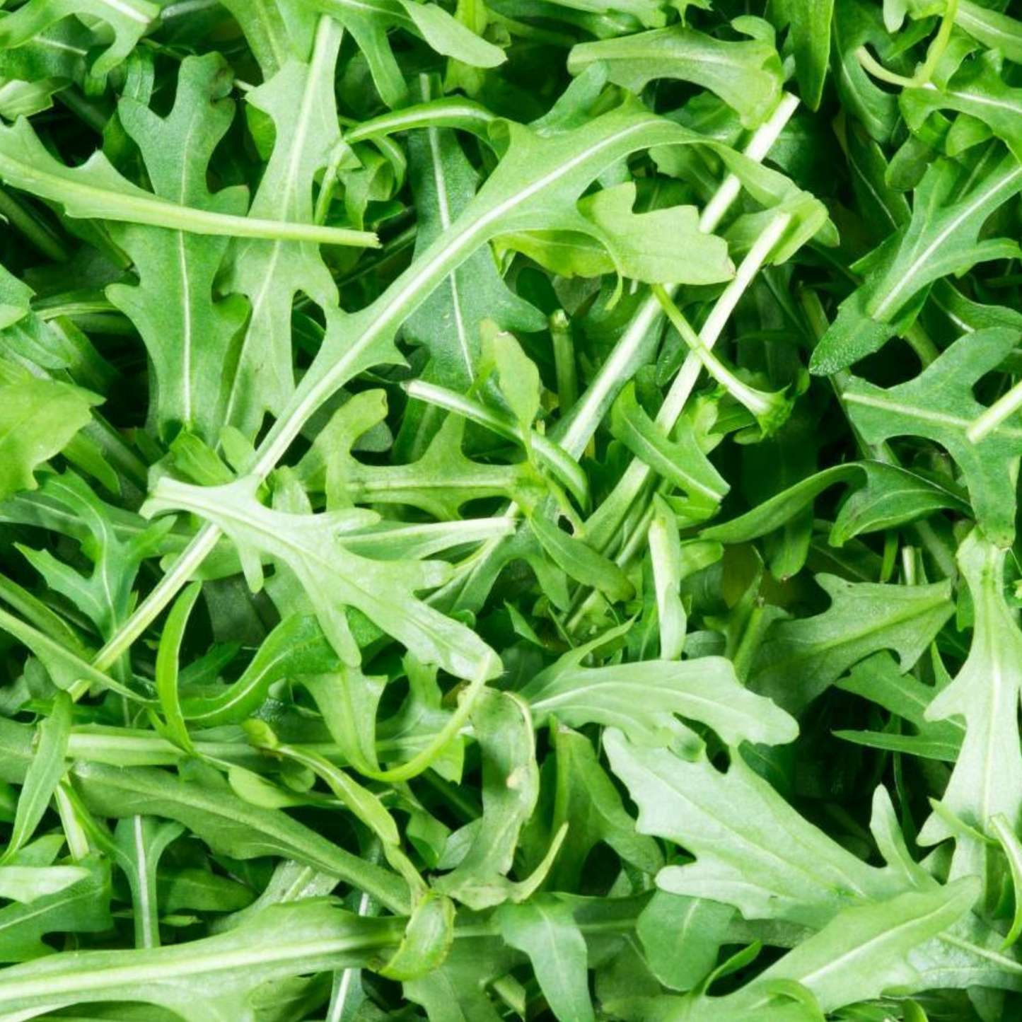 Summer Salad Vegetable Collection. 6 Easy to Grow Vegetable Varieties