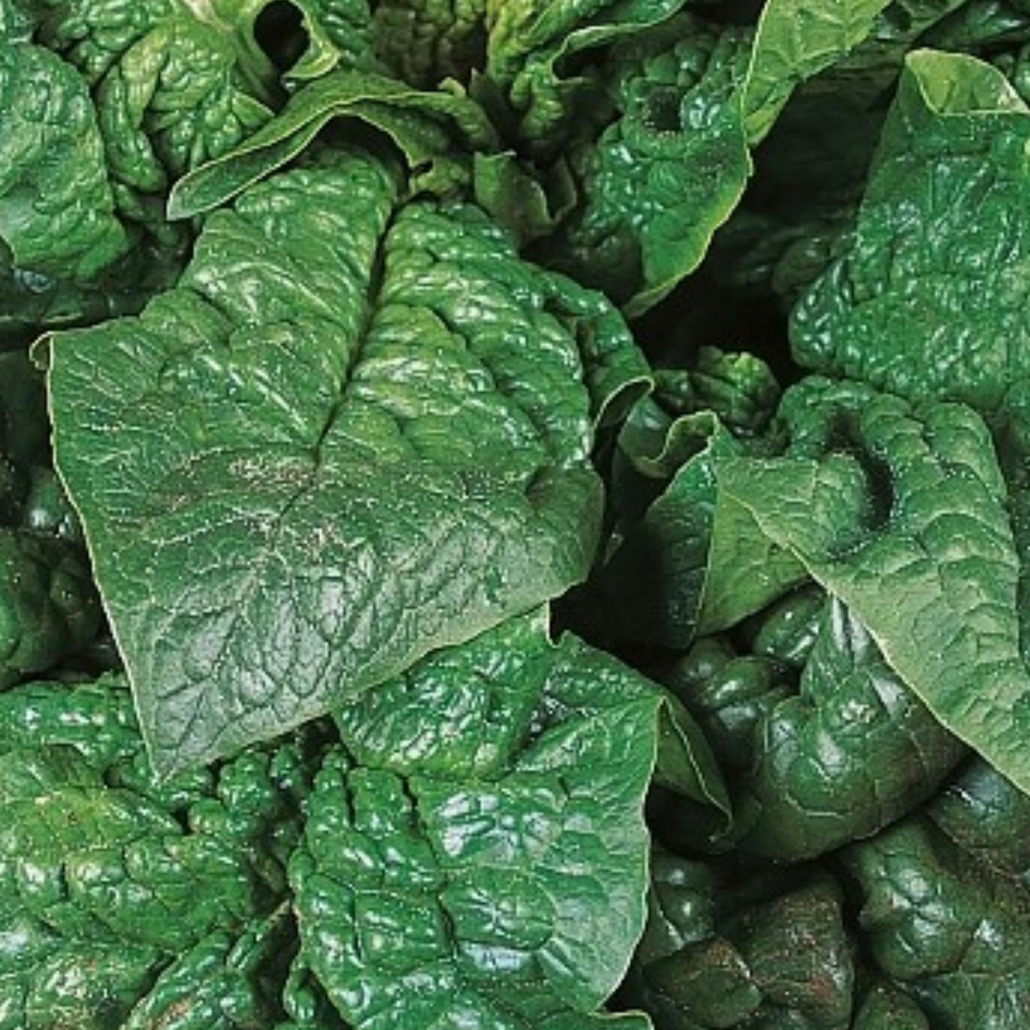 Winter Hardy Vegetable Collection. 6 Easy to Grow Hardy Vegetable Varieties