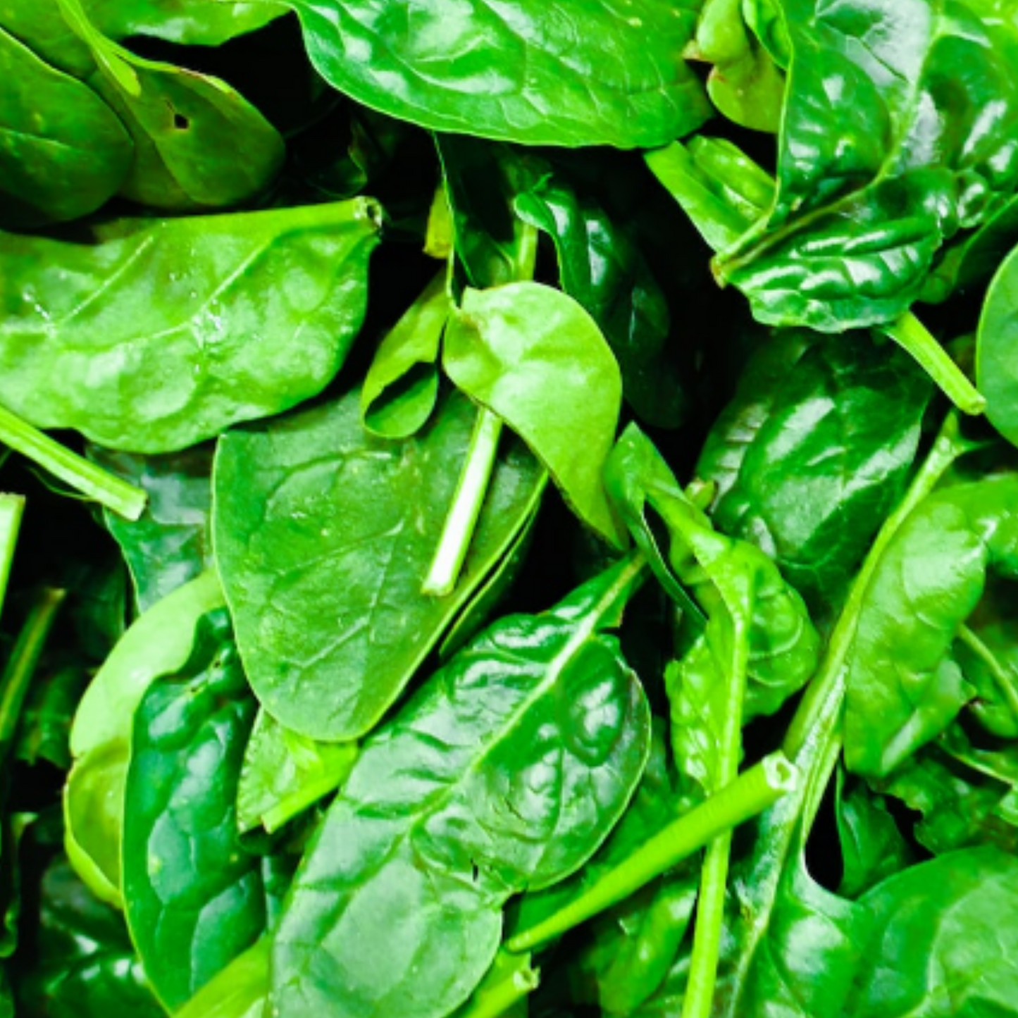 Summer Salad Vegetable Collection. 6 Easy to Grow Vegetable Varieties