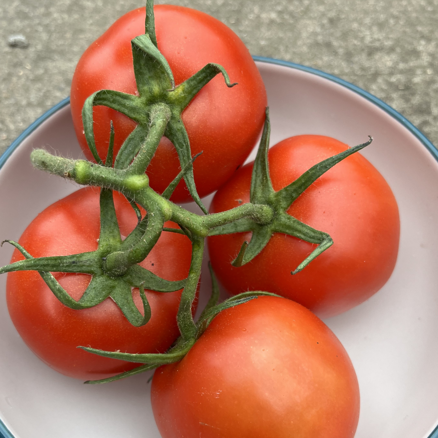 Vegetables Garden Starter Collection. 6 Easy to Grow Vegetable Varieties