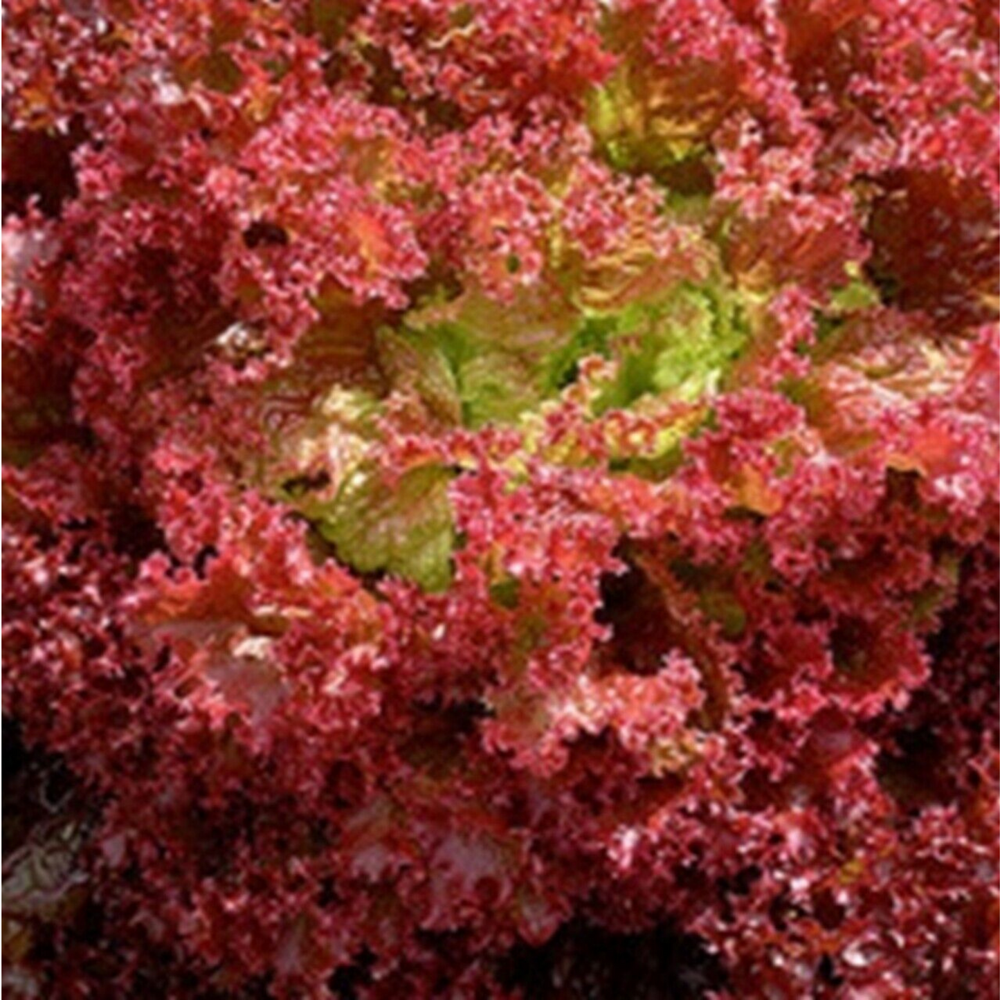 Summer Salad Vegetable Collection. 6 Easy to Grow Vegetable Varieties