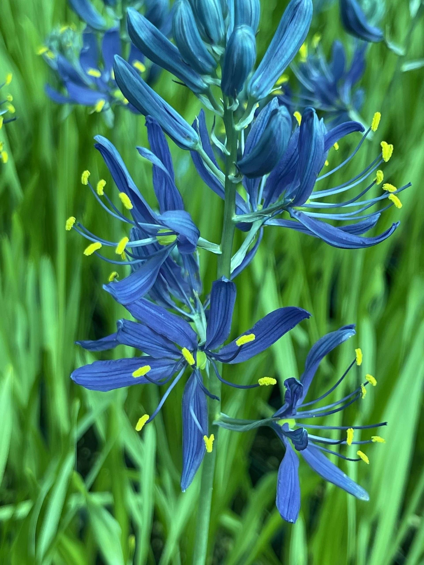 Camassia esculenta 'Quamash' - Bog Pond Plant - BP020