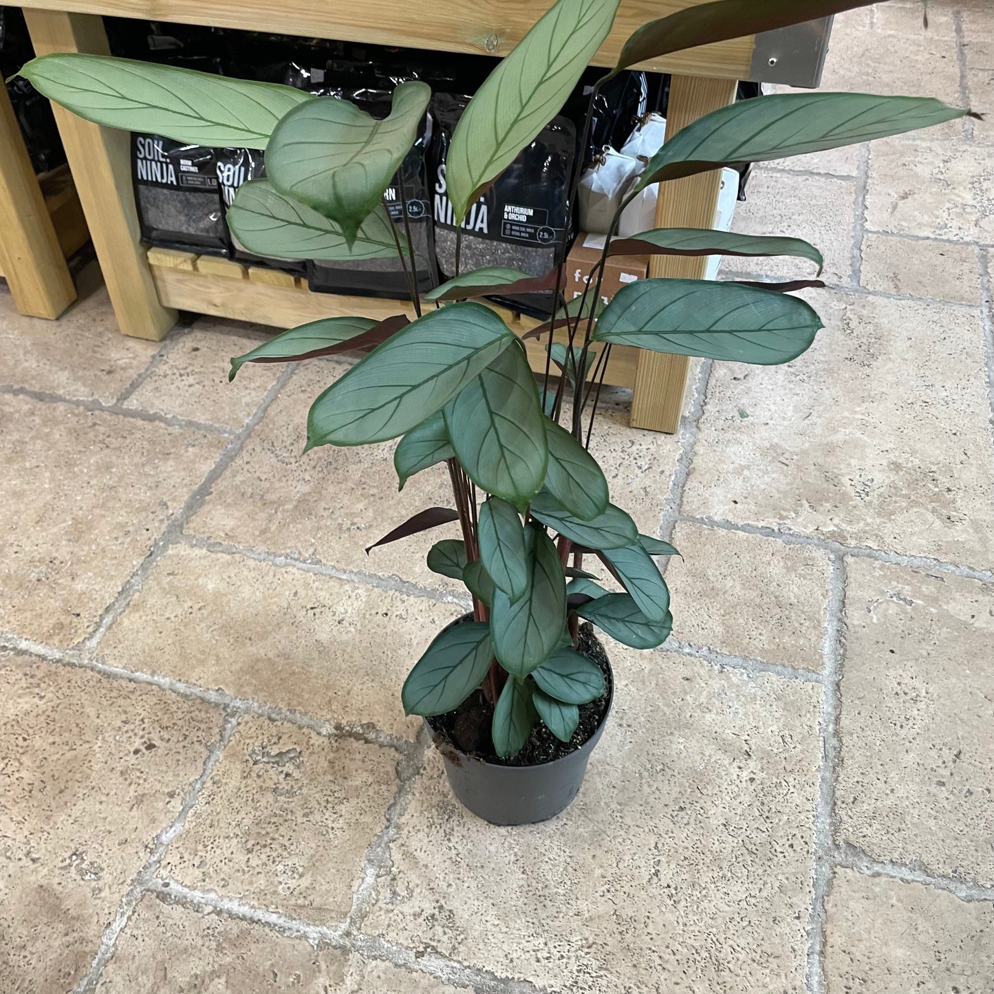 Ctenanthe setosa 'Grey Star'