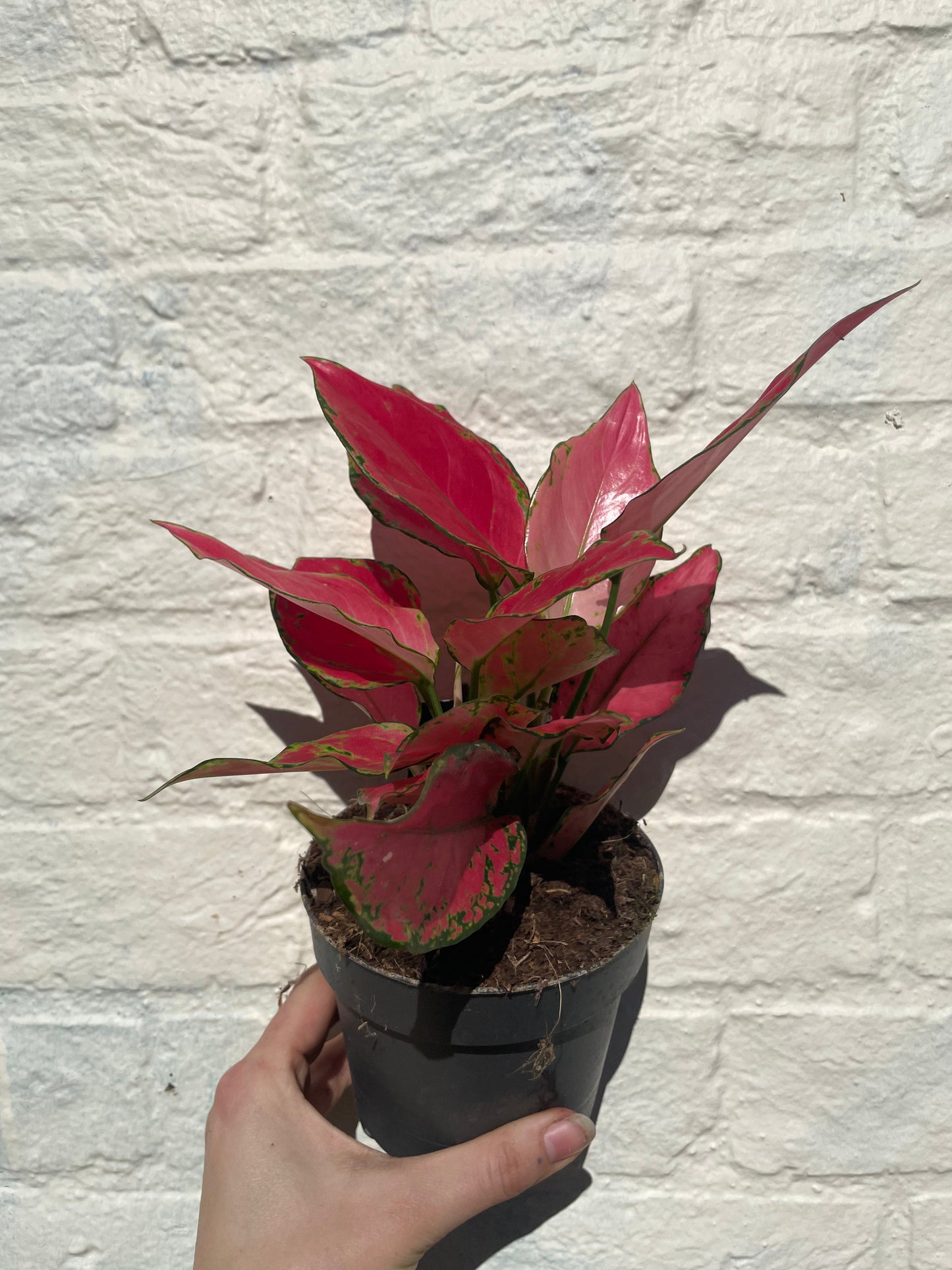 Aglaonema 'Cherry Baby' (Chinese evergreen)