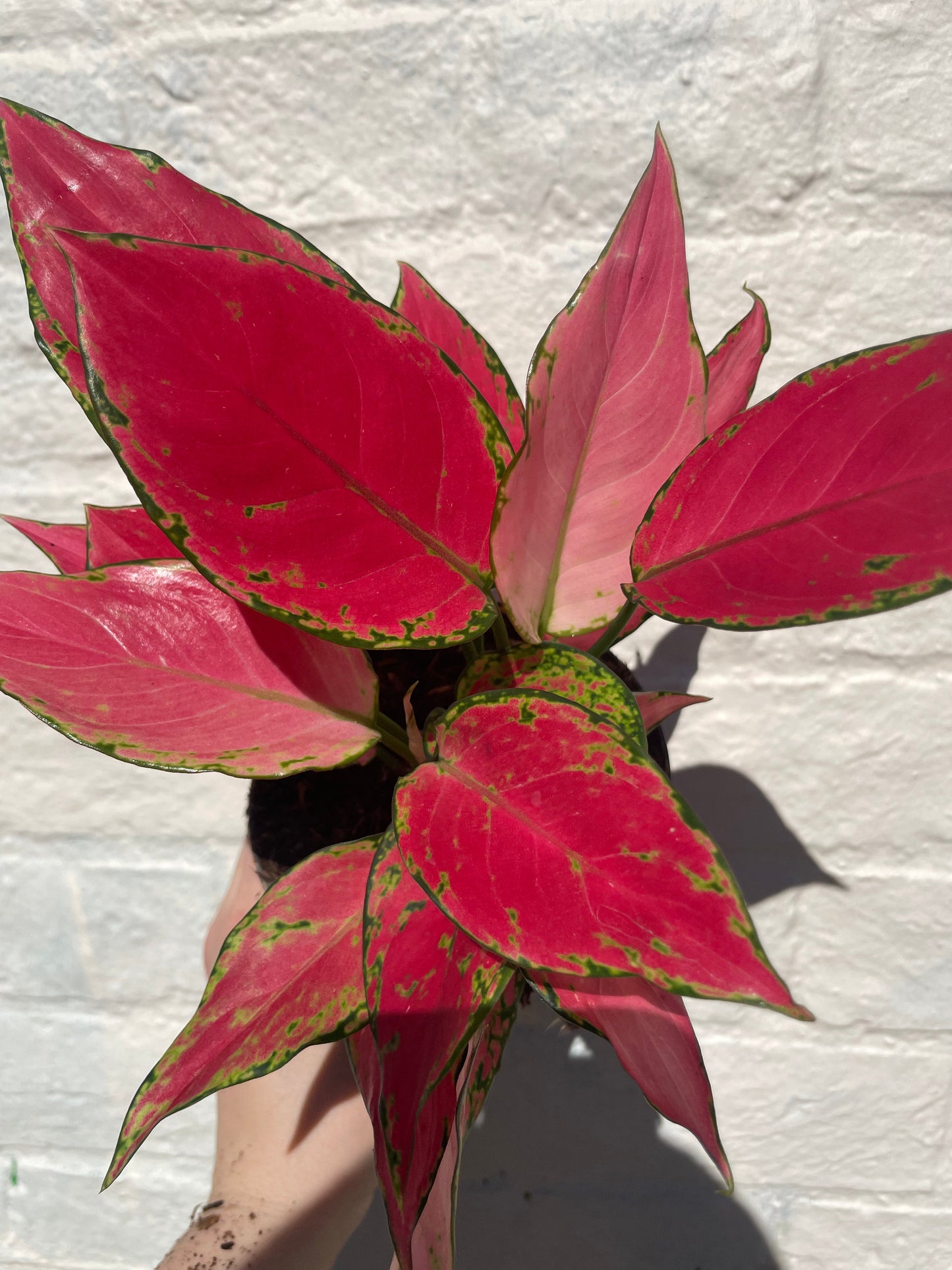 Aglaonema 'Cherry Baby' (Chinese evergreen)