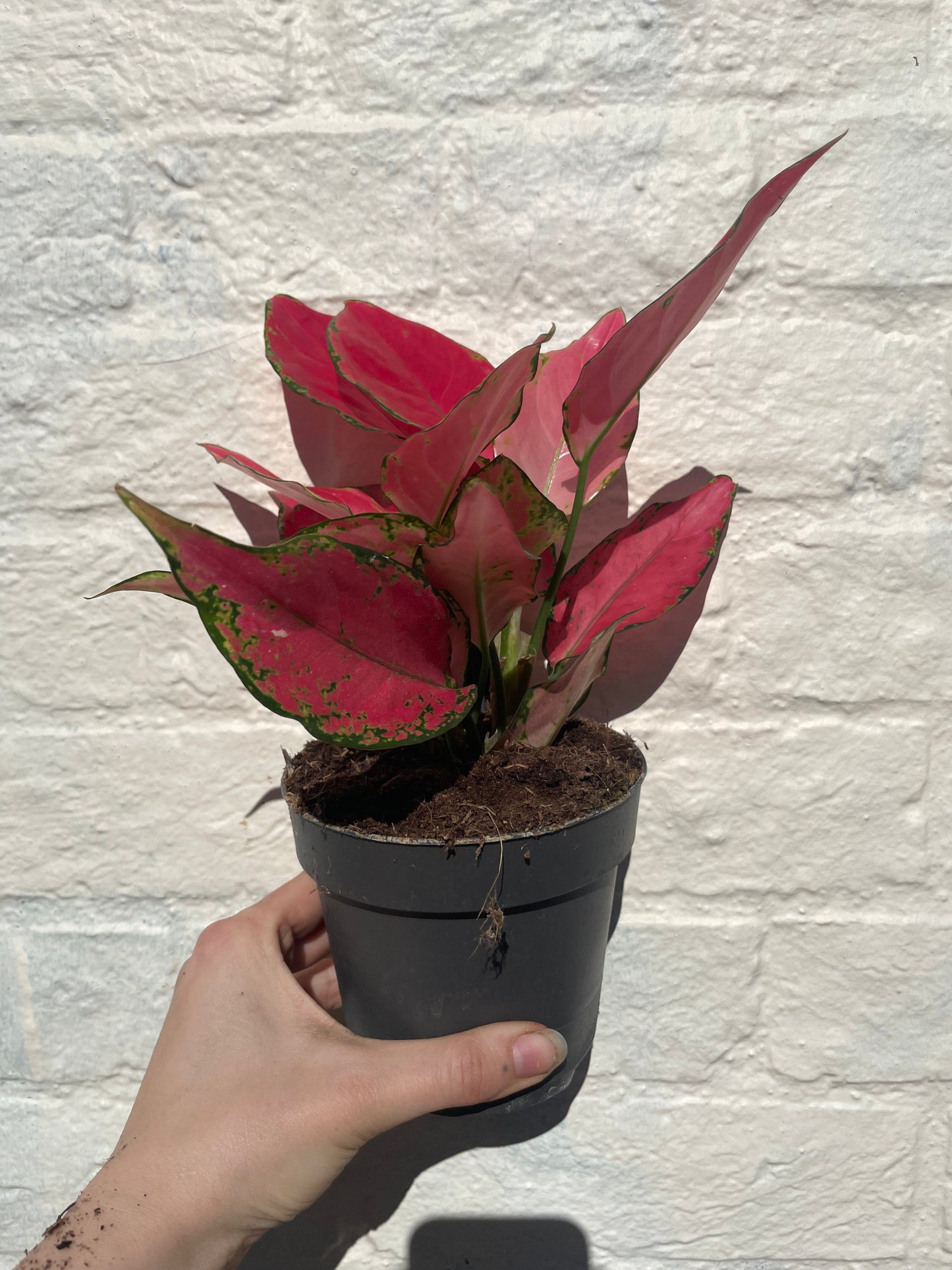 Aglaonema 'Cherry Baby' (Chinese evergreen)