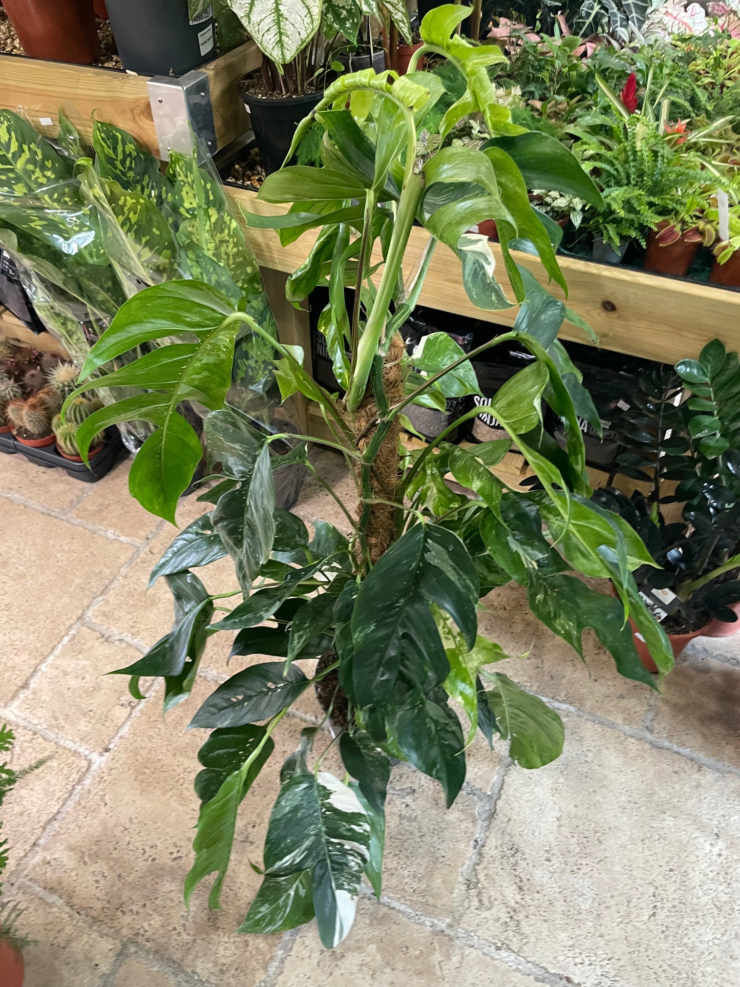 Epipremnum pinnatum 'Albo variegata' (Pothos)