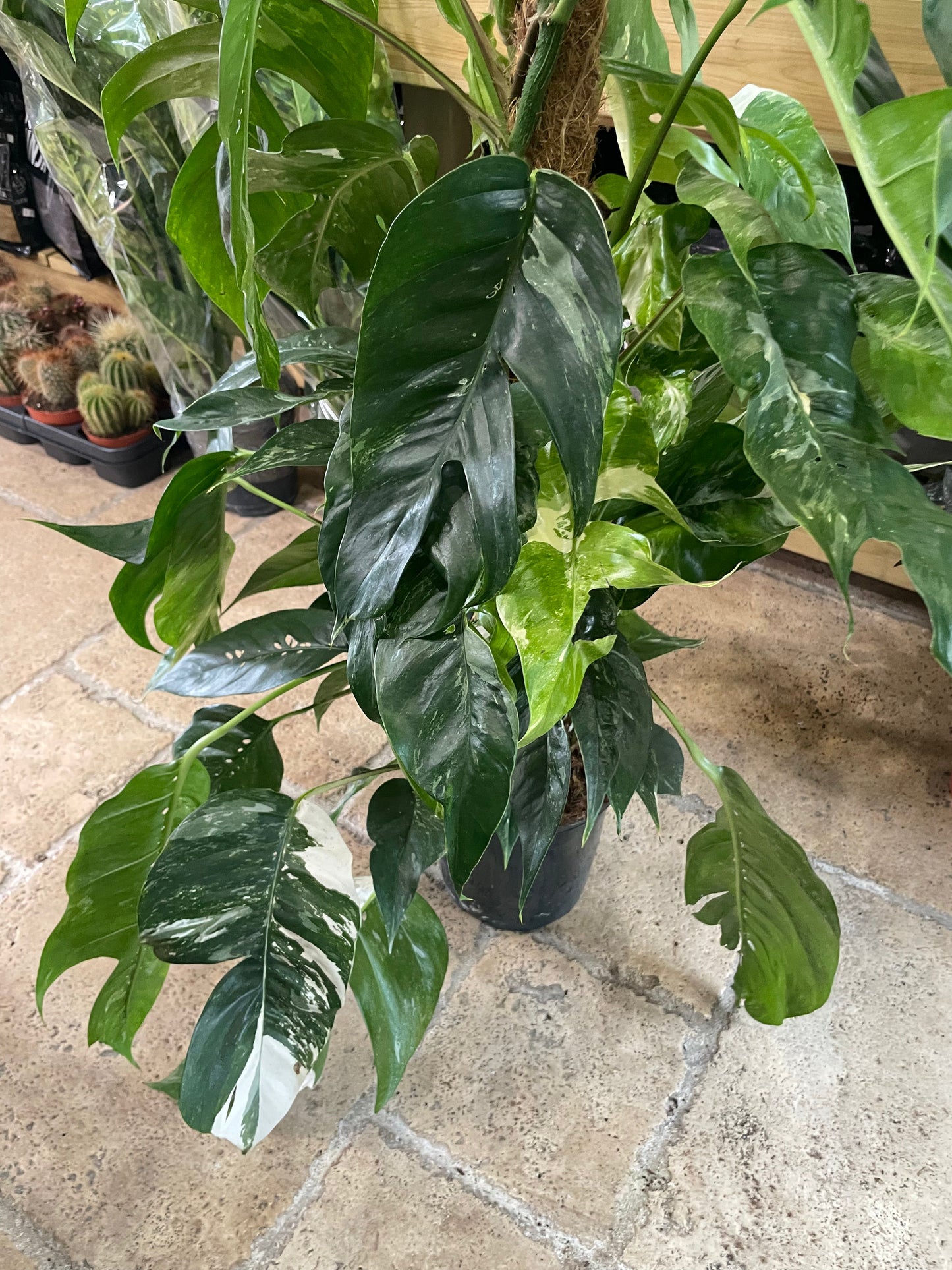 Epipremnum pinnatum 'Albo variegata' (Pothos)