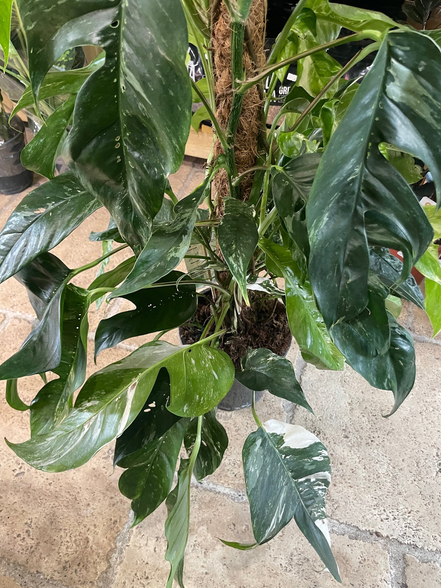 Epipremnum pinnatum 'Albo variegata' (Pothos)