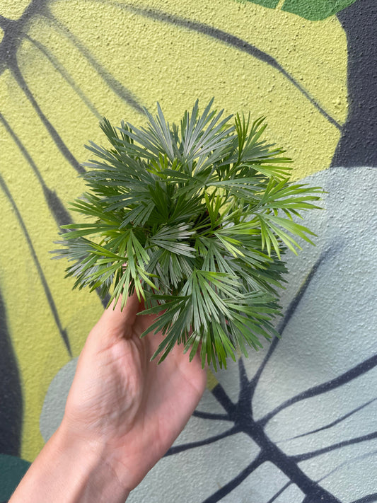 Actiniopteris australis (Eyelash fern)