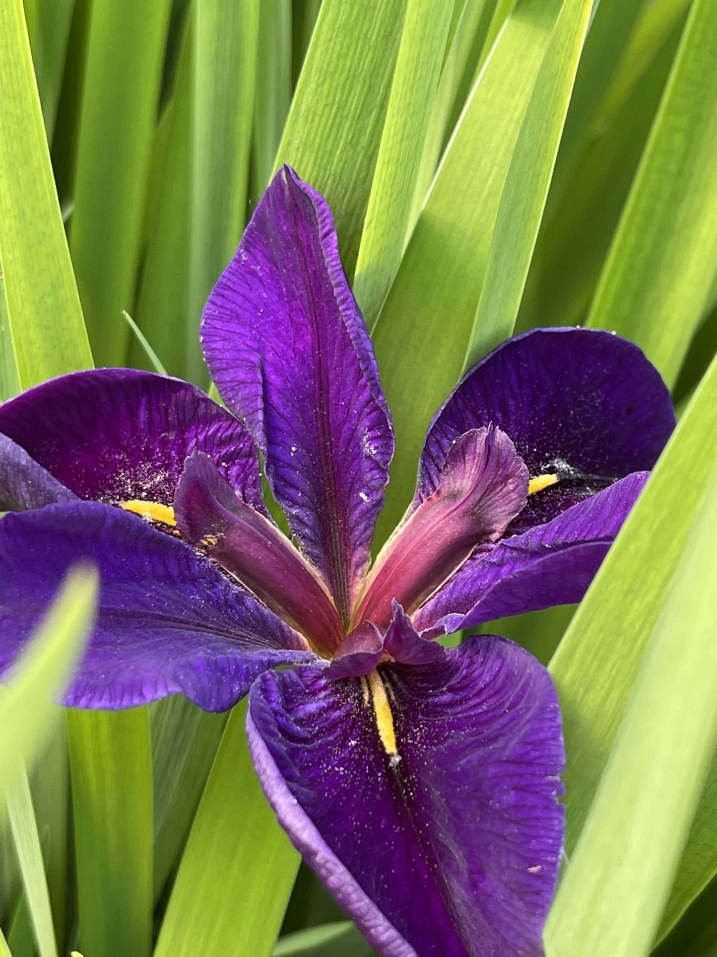 Iris louisiana 'Black Gamecock' - Marginal Pond Plants - MP052