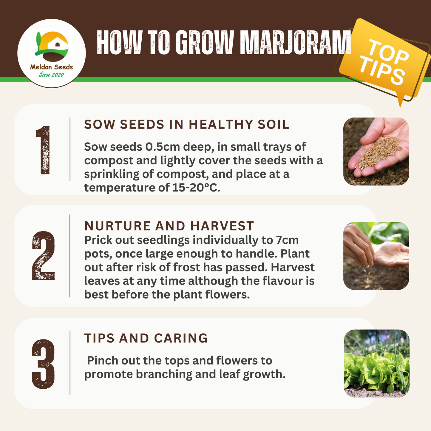 Perfect for Pots Herb Seed Starter Bundle 6 Easy to Grow Herbs Ideal from Growing Indoors in Pots or Containers