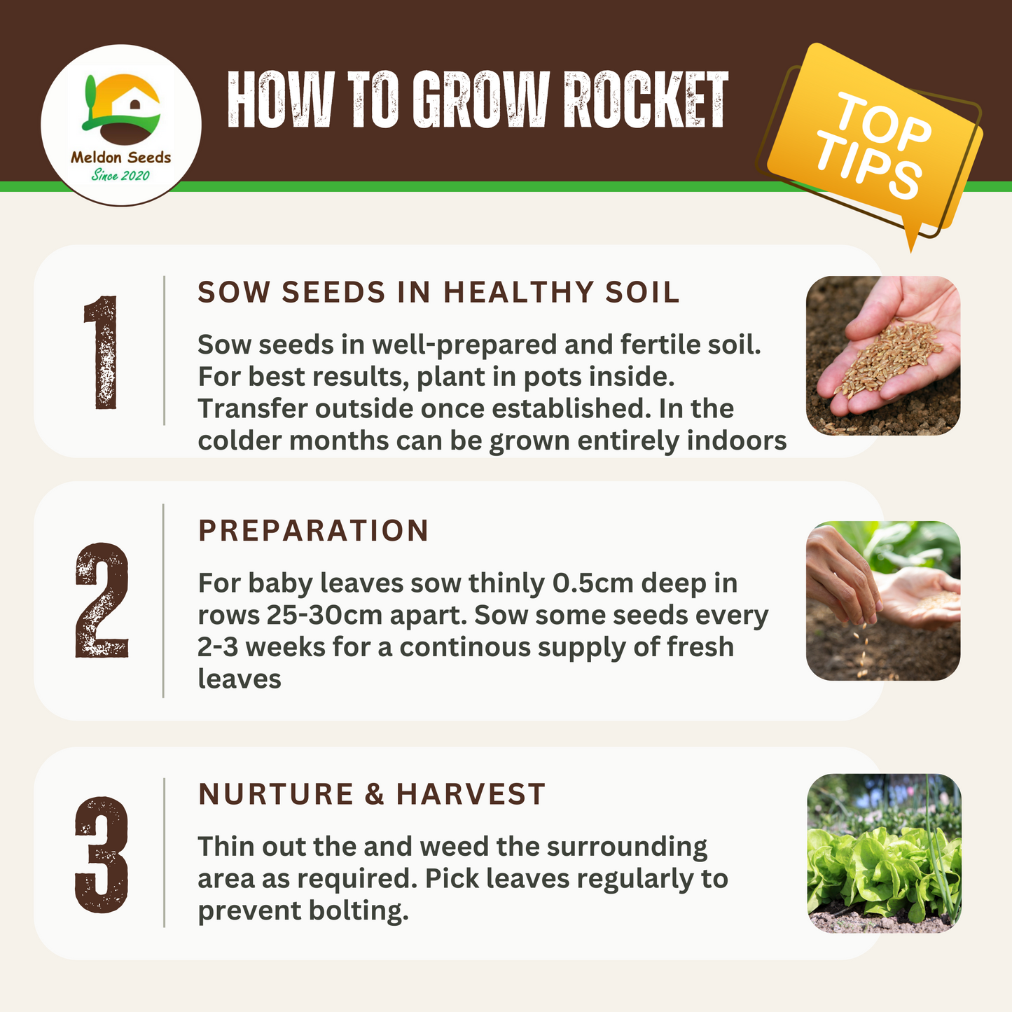 Summer Salad Vegetable Collection. 6 Easy to Grow Vegetable Varieties