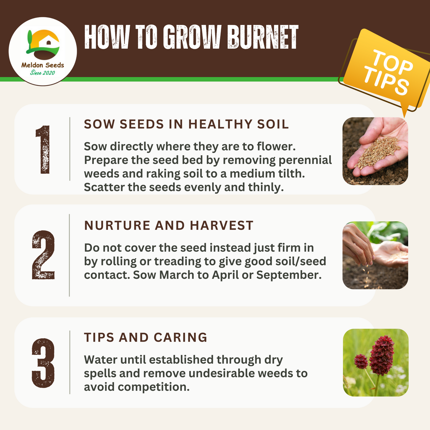 Wildlife Attracting Collection. 5 Native Wild Flower Varieties