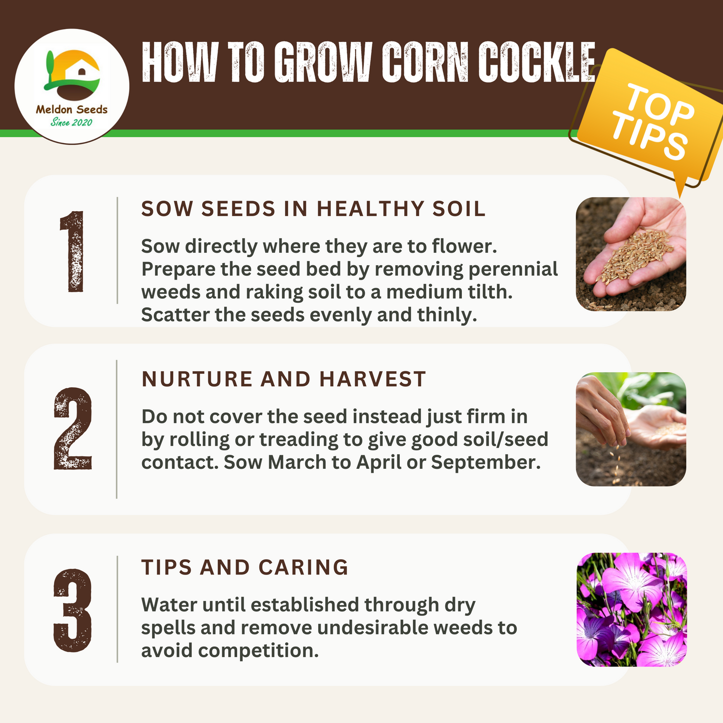 Wildlife Attracting Collection. 5 Native Wild Flower Varieties