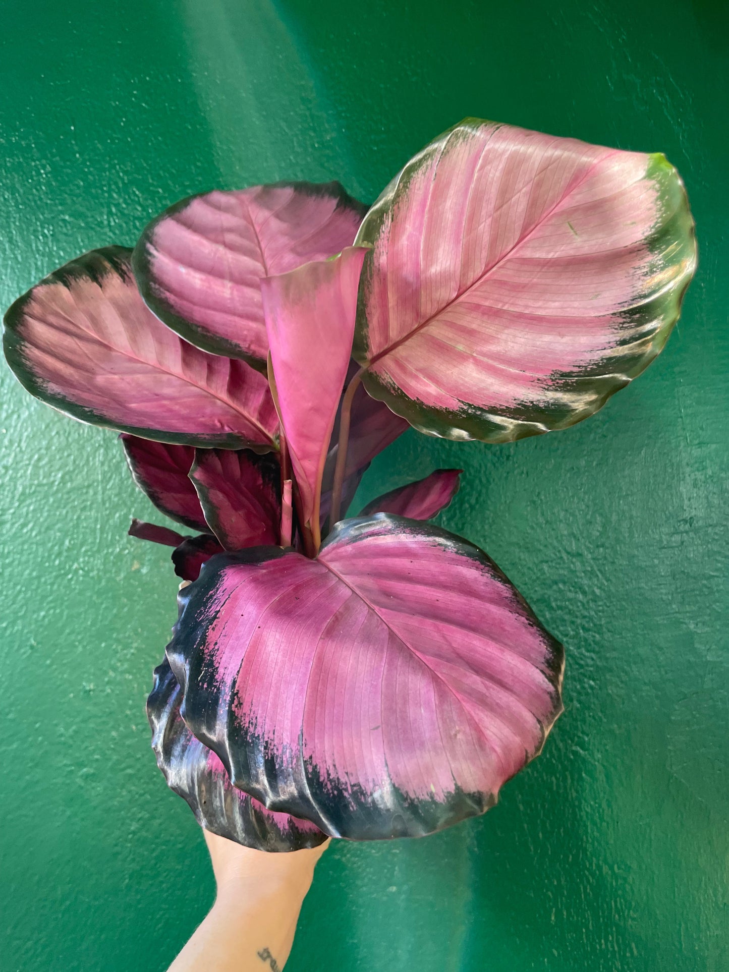Calathea roseopicta 'Crimson' (Prayer Plant)