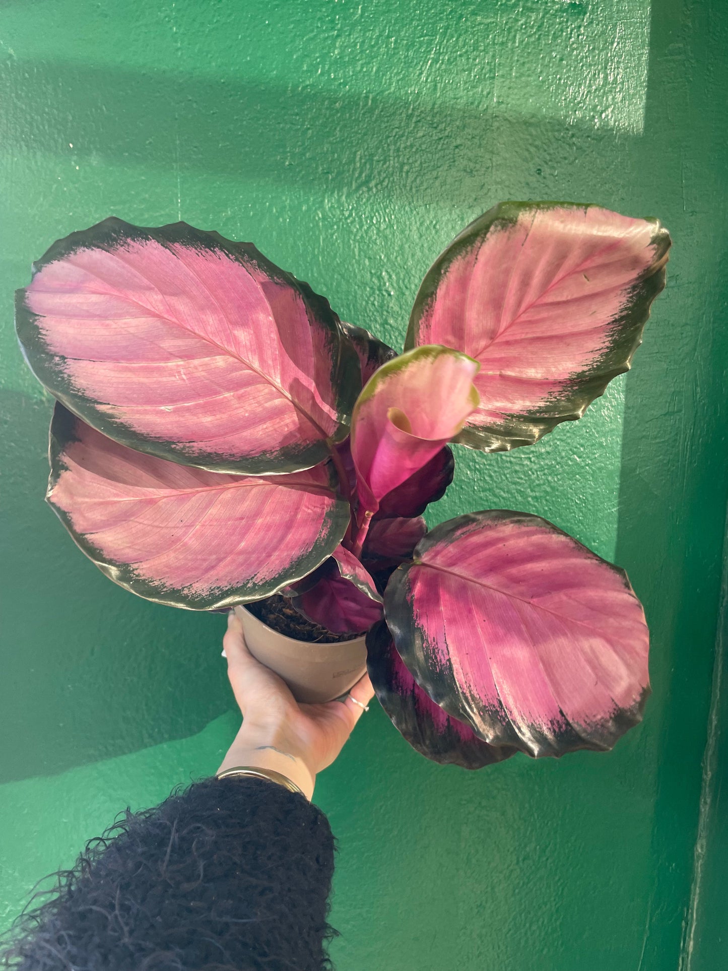 Calathea roseopicta 'Crimson' (Prayer Plant)