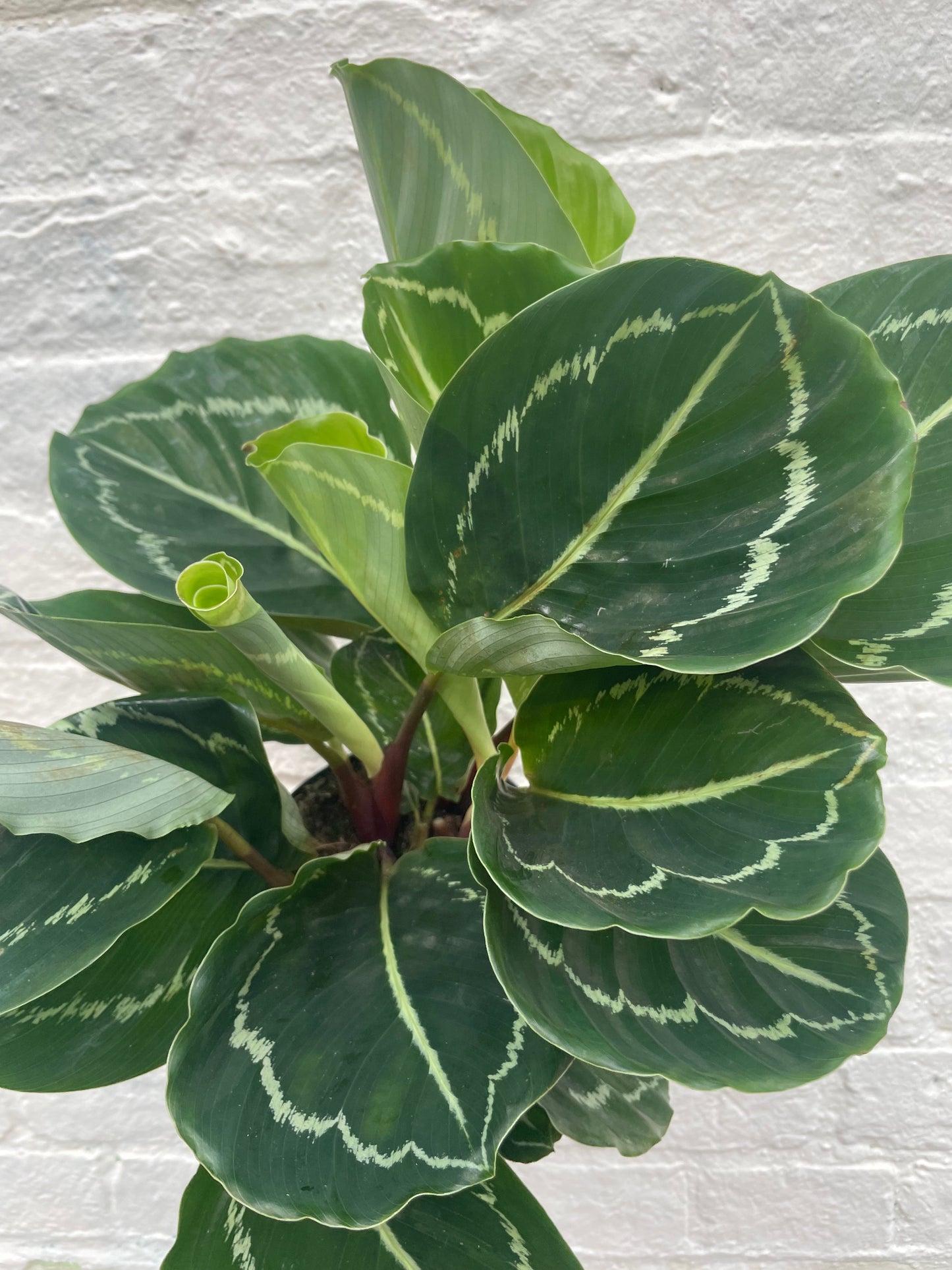 Calathea roseopicta 'Applebee' (Prayer Plant)