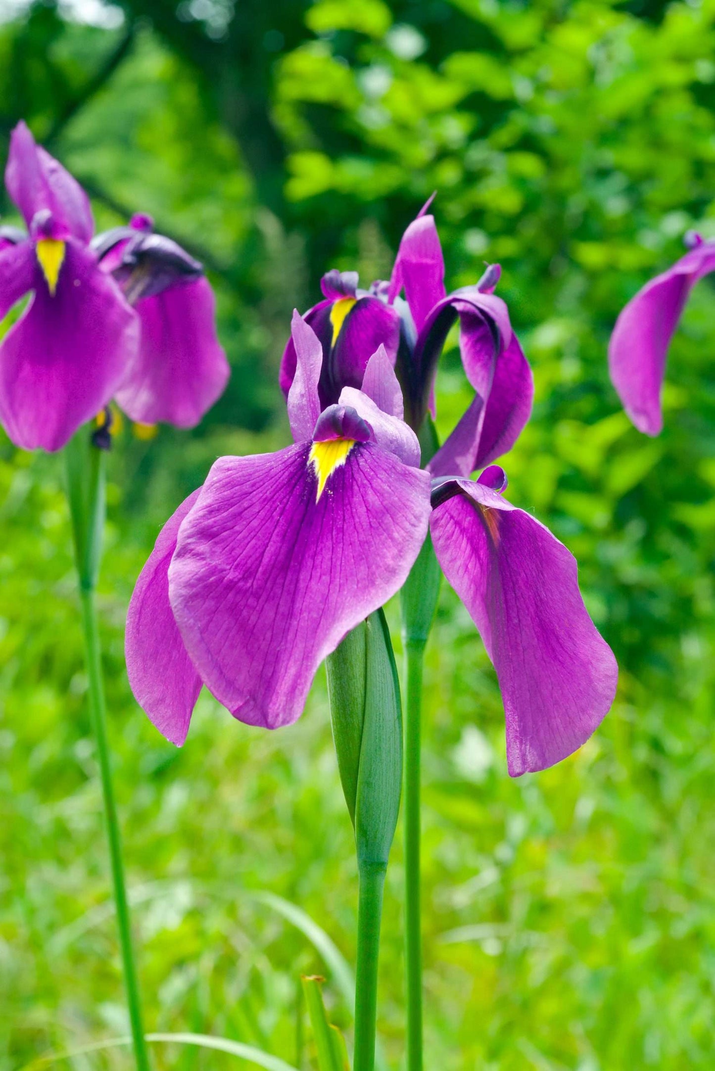 Iris ensata (Iris Kaempferi) - Marginal Pond Plants - BP049