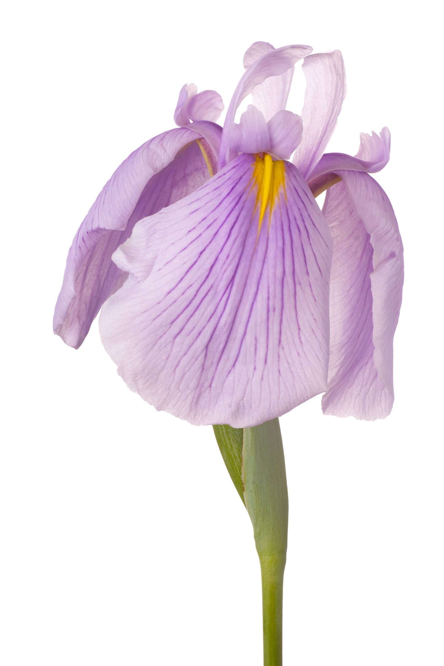 Iris ensata Darling - Marginal Pond Plants - BP053