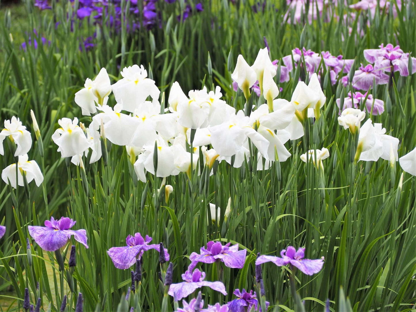 Iris ensata Dramatic Moment - Marginal Pond Plants - BP054