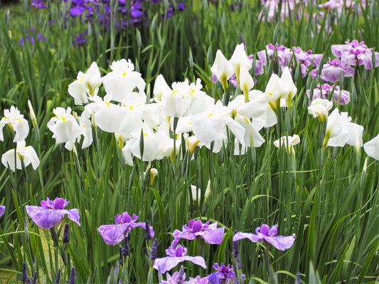 Iris ensata Dramatic Moment - Marginal Pond Plants - BP054