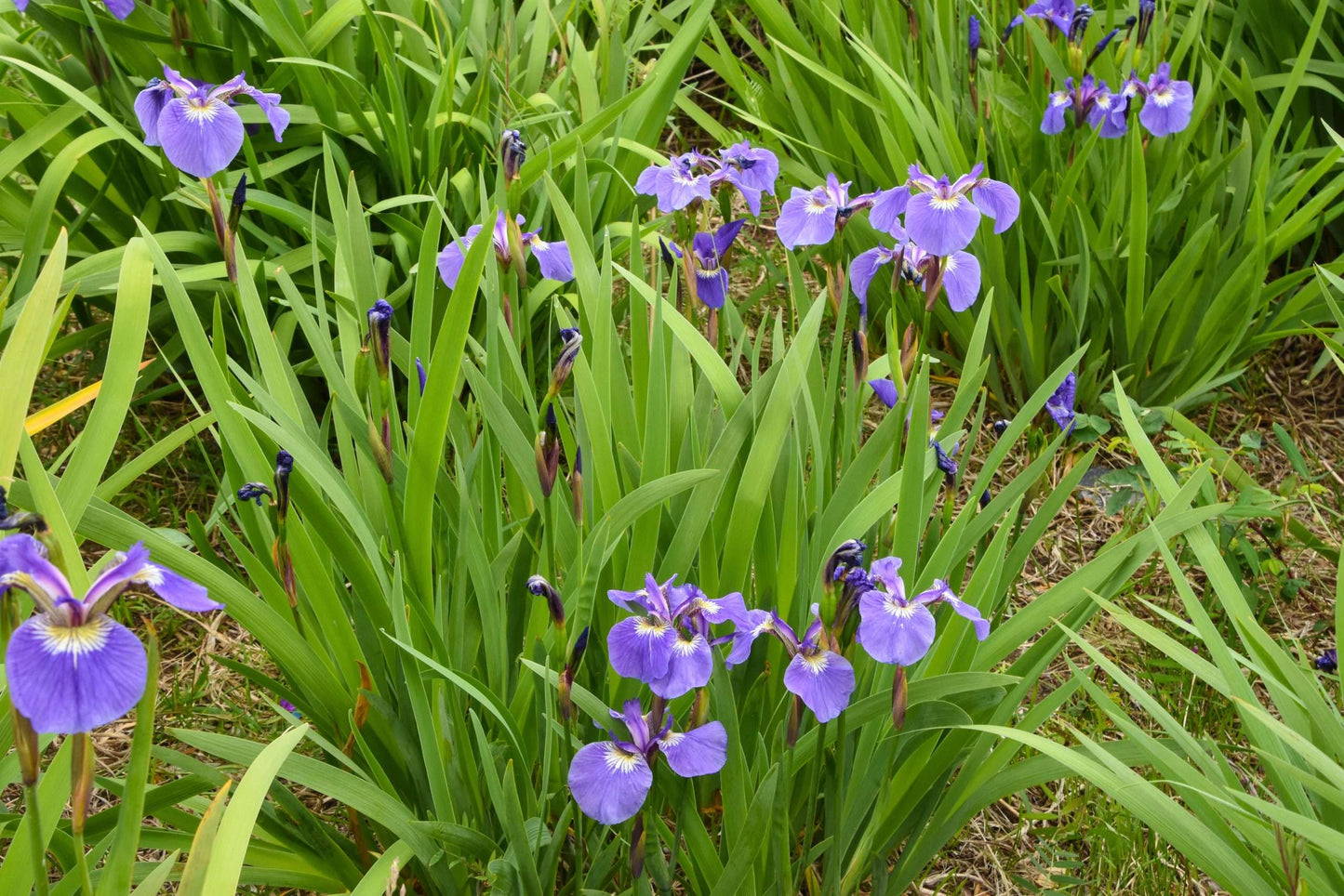 Iris setosa - Marginal Pond Plants - BP067