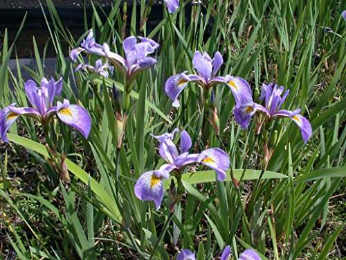 Iris versicolor - Gerald Darby - Marginal Pond Plants - MP062