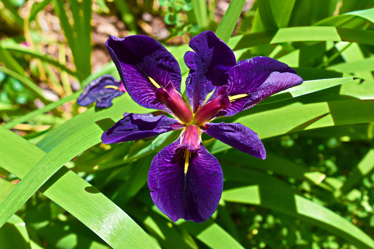 Iris louisiana 'Black Gamecock' - Marginal Pond Plants - MP052