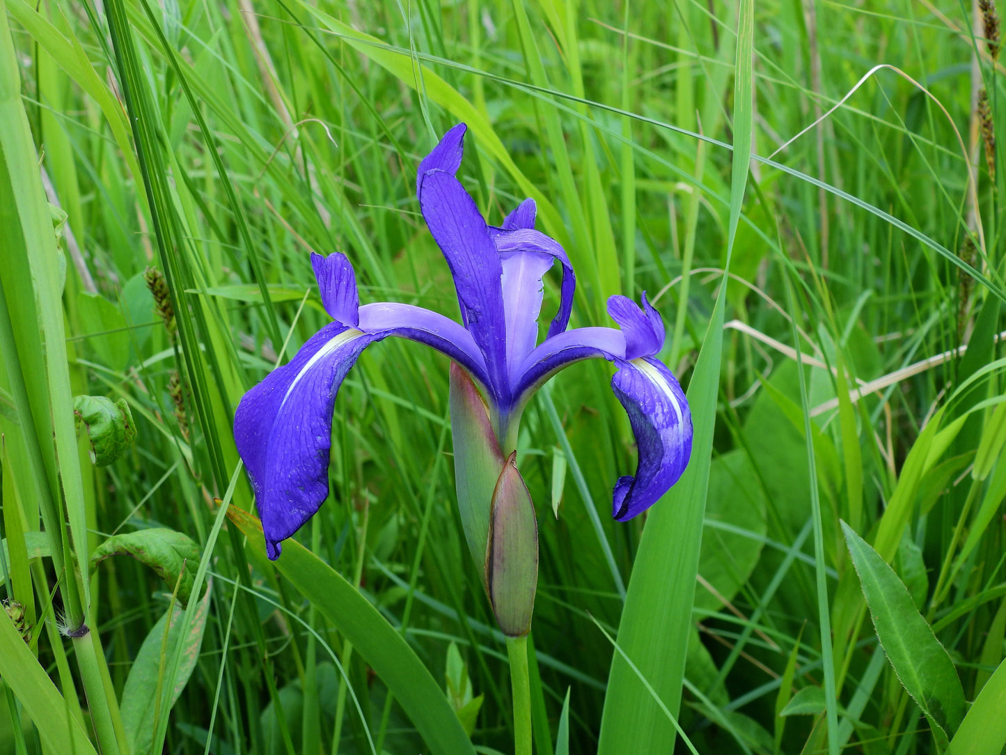 Iris laevigata 'blue' - Marginal Pond Plants - MP048