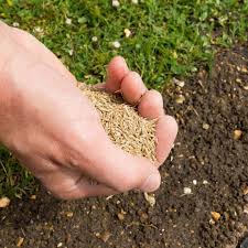 Superior Lawn Seed