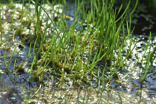 Litorella uniflora - Marginal Oxygenating Pond Plants - OX026