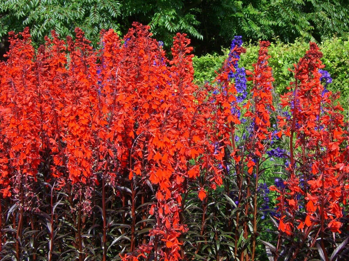 Lobelia Queen Victoria (Red leaved lobelia) - Marginal Pond Plants - MP068